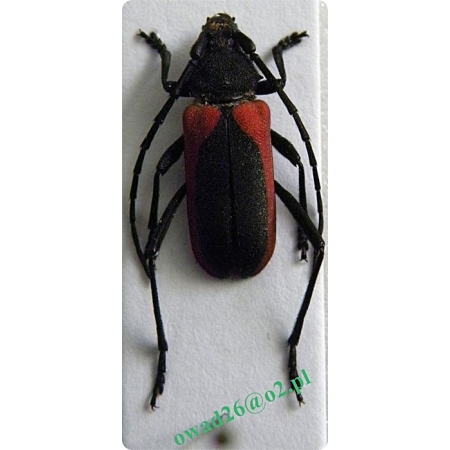 Purpuricenus kaehleri (Linnaeus, 1758) female Purpurówka Kaehlera